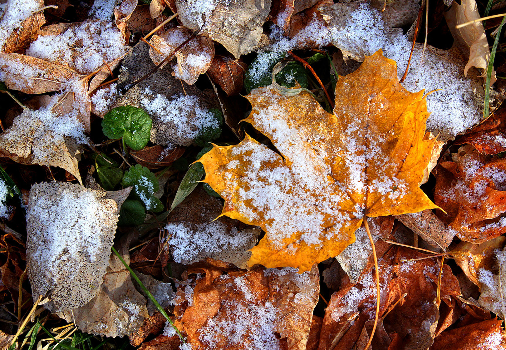 Early Season Snow.jpg